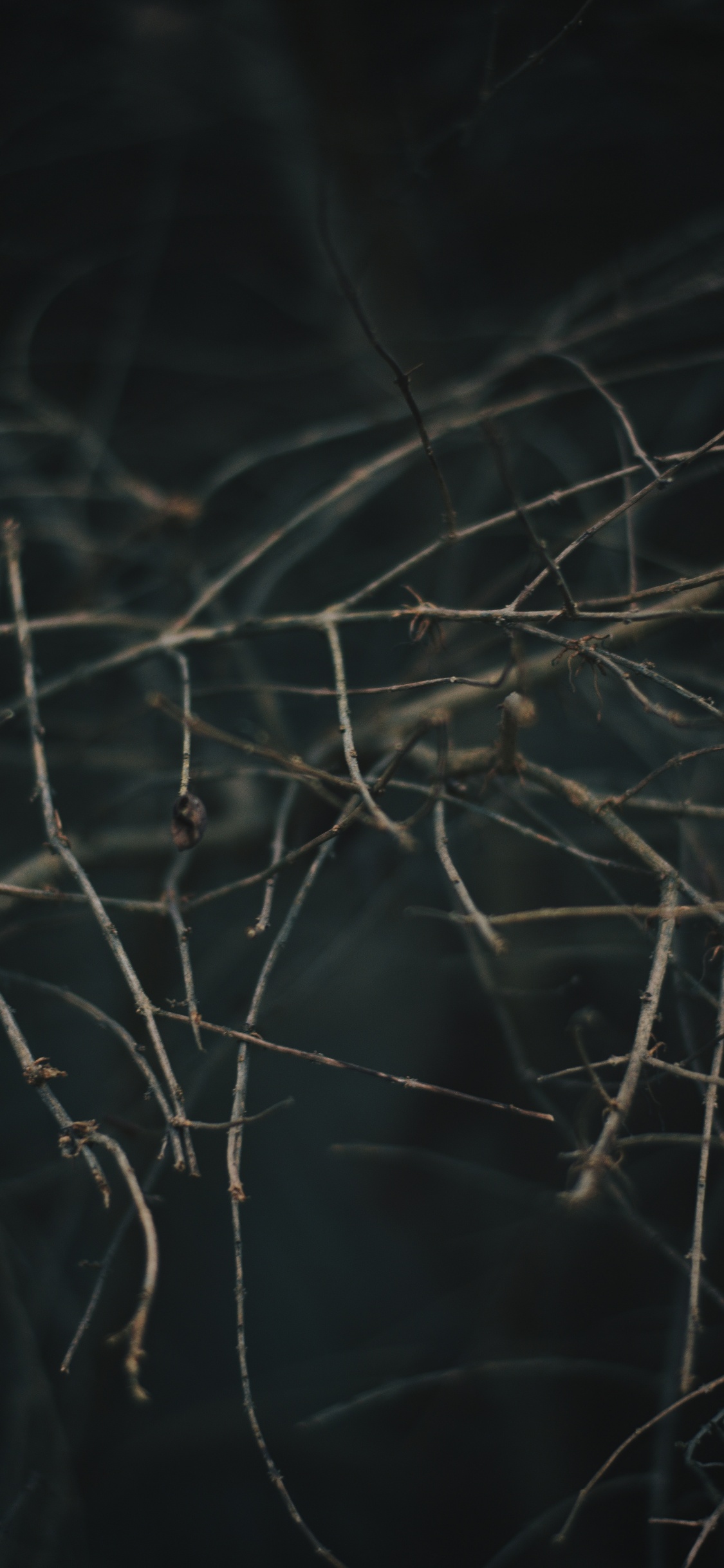 Branch, Baum, Zweig, Himmel, Tierwelt. Wallpaper in 1125x2436 Resolution