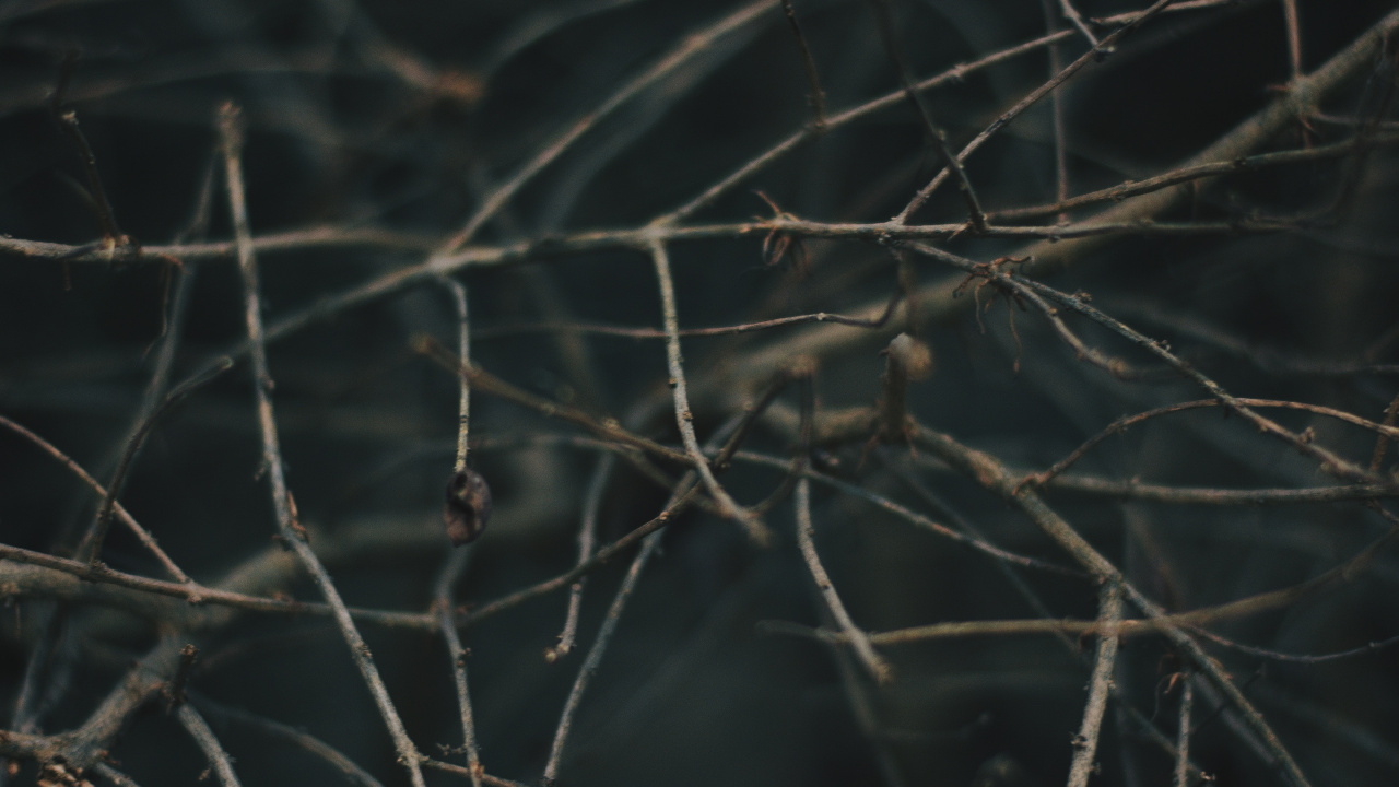 Branch, Baum, Zweig, Himmel, Tierwelt. Wallpaper in 1280x720 Resolution