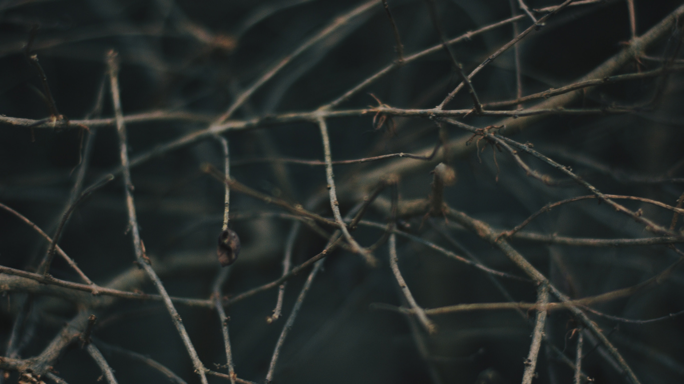 Branch, Baum, Zweig, Himmel, Tierwelt. Wallpaper in 1366x768 Resolution