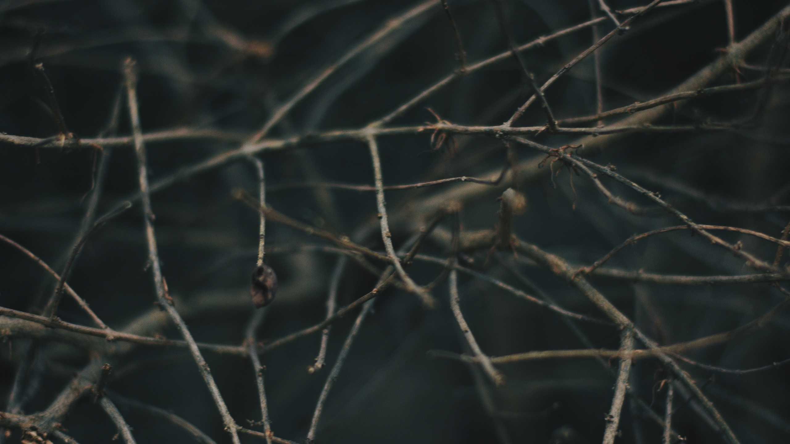 Branch, Baum, Zweig, Himmel, Tierwelt. Wallpaper in 2560x1440 Resolution