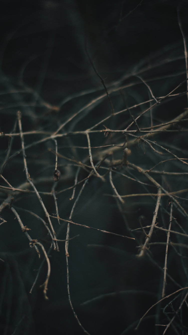 Branch, Baum, Zweig, Himmel, Tierwelt. Wallpaper in 750x1334 Resolution