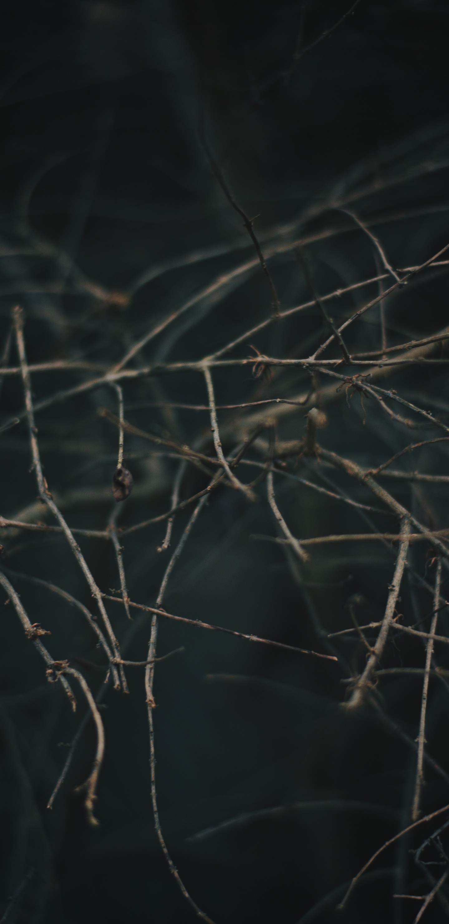 Sucursal, Ramita, Fauna, Fábrica. Wallpaper in 1440x2960 Resolution