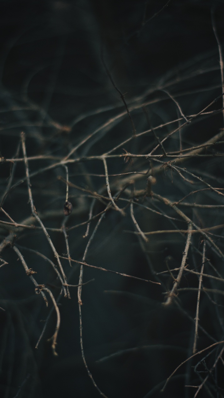 树枝, 天空, 野生动物, 工厂 壁纸 720x1280 允许