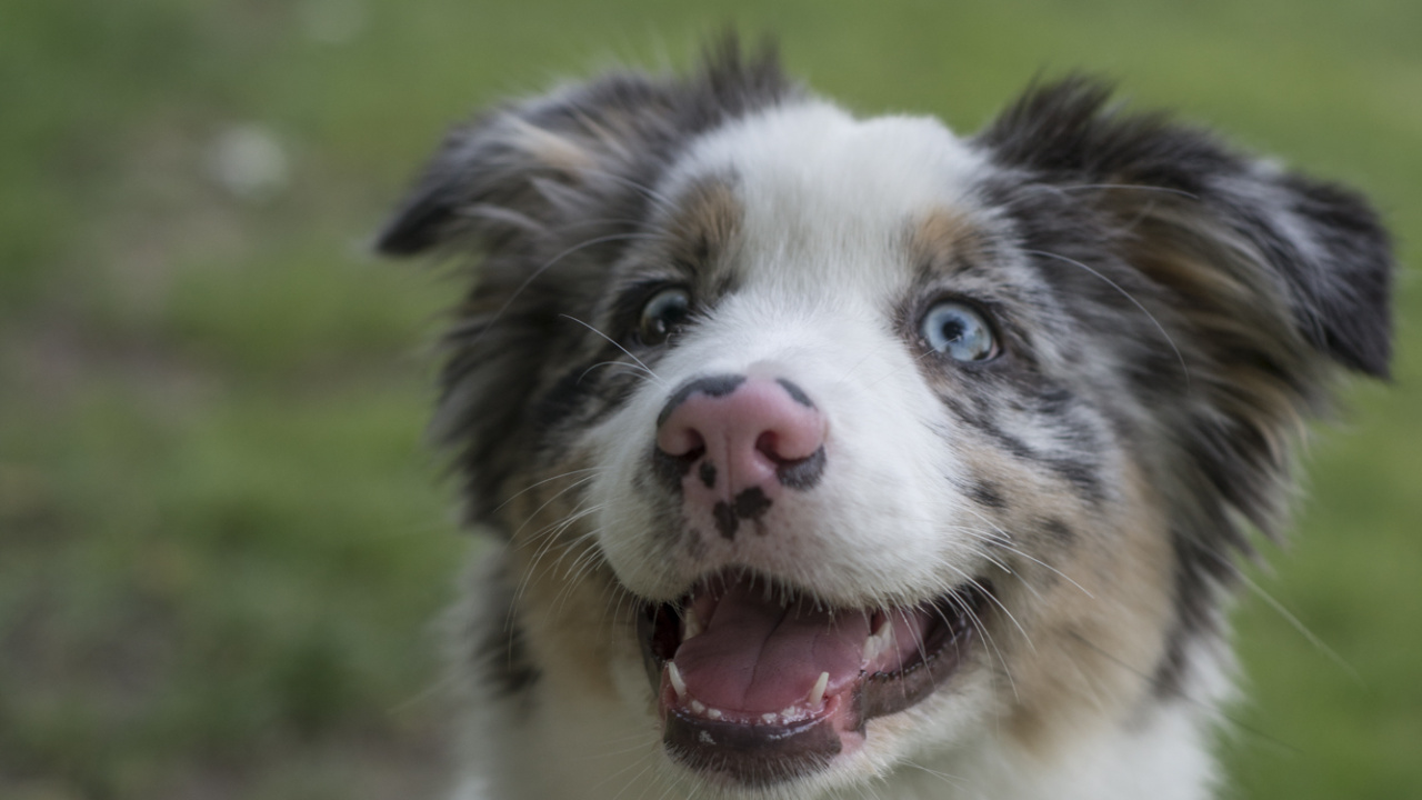 Border Collie Blanc Noir et Marron. Wallpaper in 1280x720 Resolution