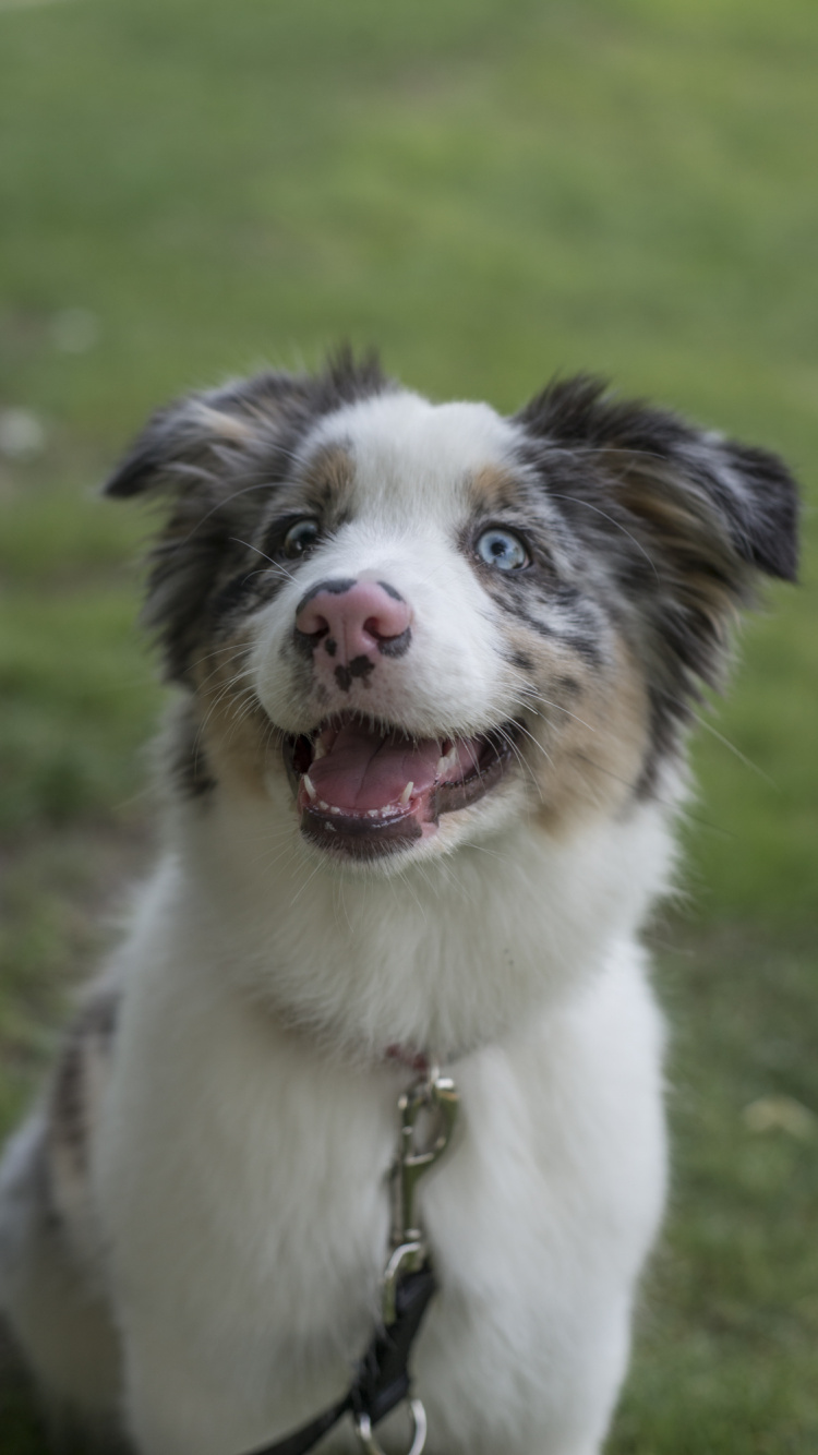 White Black and Brown Border Collie. Wallpaper in 750x1334 Resolution