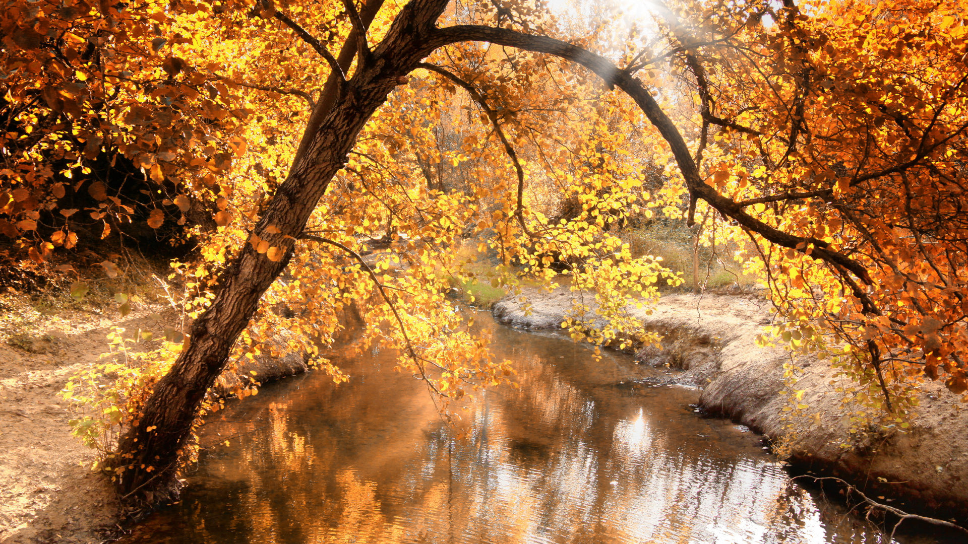 Arbres à Feuilles Jaunes Près de la Rivière Pendant la Journée. Wallpaper in 1920x1080 Resolution