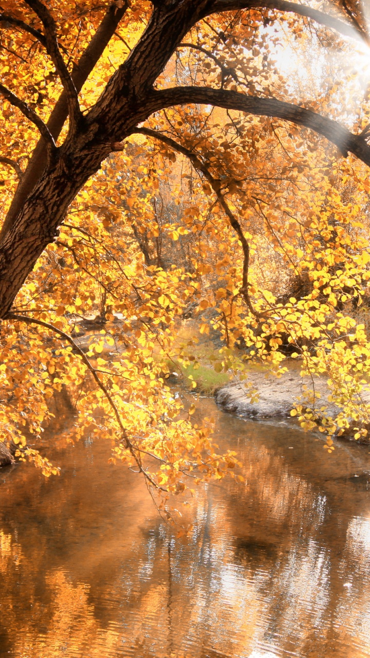 Gelbe Blattbäume in Der Nähe Des Flusses Tagsüber. Wallpaper in 720x1280 Resolution