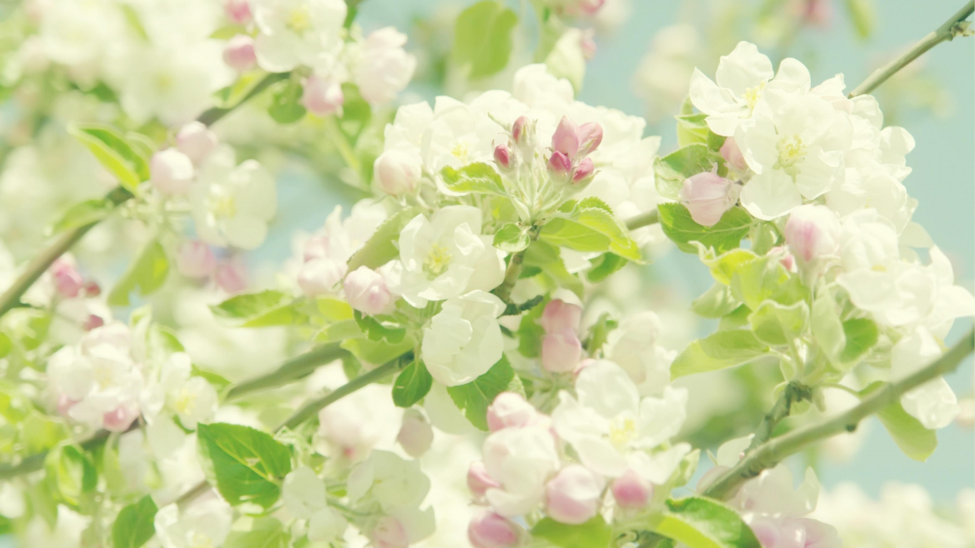 Fleur Rose et Blanche Dans L'objectif à Décentrement. Wallpaper in 1366x768 Resolution