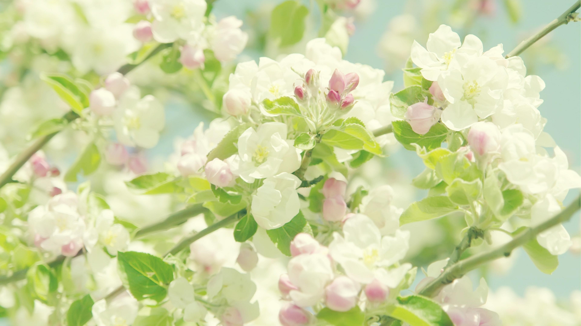 Fleur Rose et Blanche Dans L'objectif à Décentrement. Wallpaper in 1920x1080 Resolution