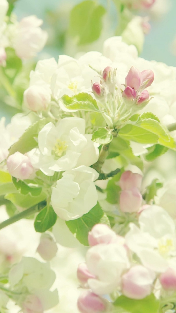 Fleur Rose et Blanche Dans L'objectif à Décentrement. Wallpaper in 720x1280 Resolution