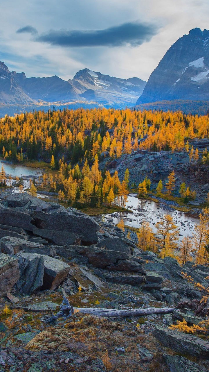 Tagsüber Grüne Bäume Auf Einem Felsigen Berg. Wallpaper in 720x1280 Resolution