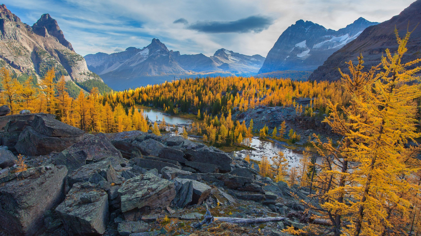 Arbres Verts Sur la Montagne Rocheuse Pendant la Journée. Wallpaper in 1366x768 Resolution
