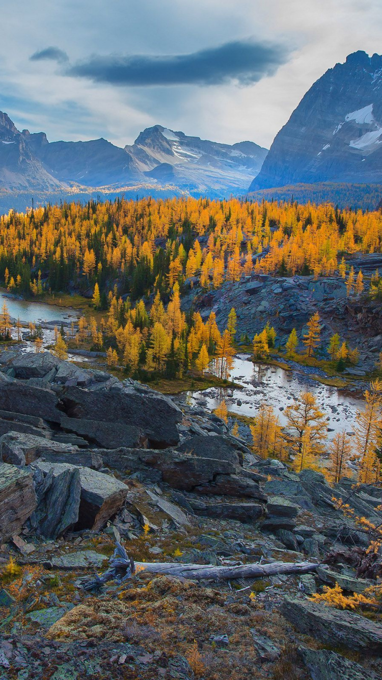 Arbres Verts Sur la Montagne Rocheuse Pendant la Journée. Wallpaper in 750x1334 Resolution