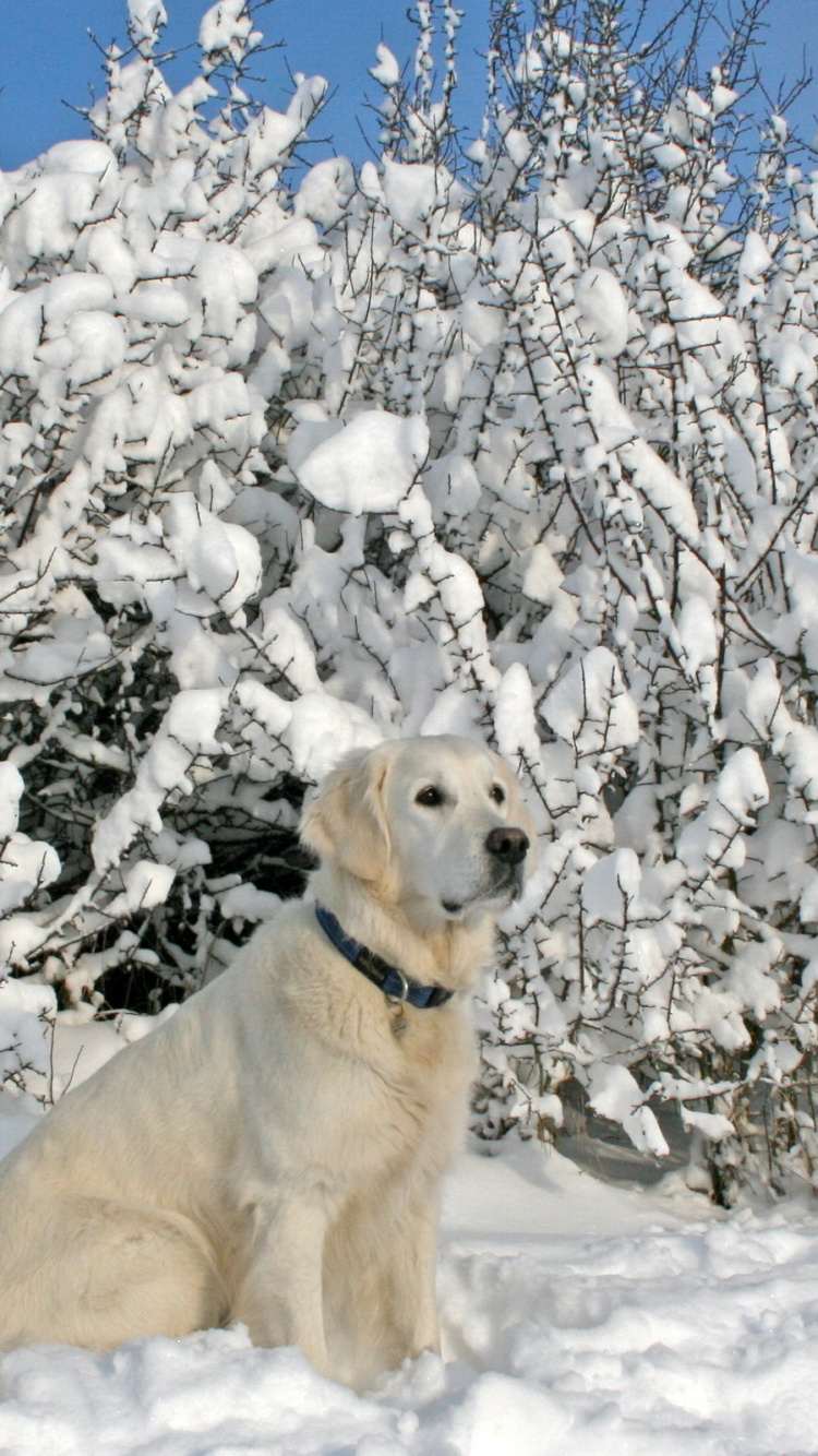 Chien à Poil Court Blanc Sur Sol Couvert de Neige Pendant la Journée. Wallpaper in 750x1334 Resolution