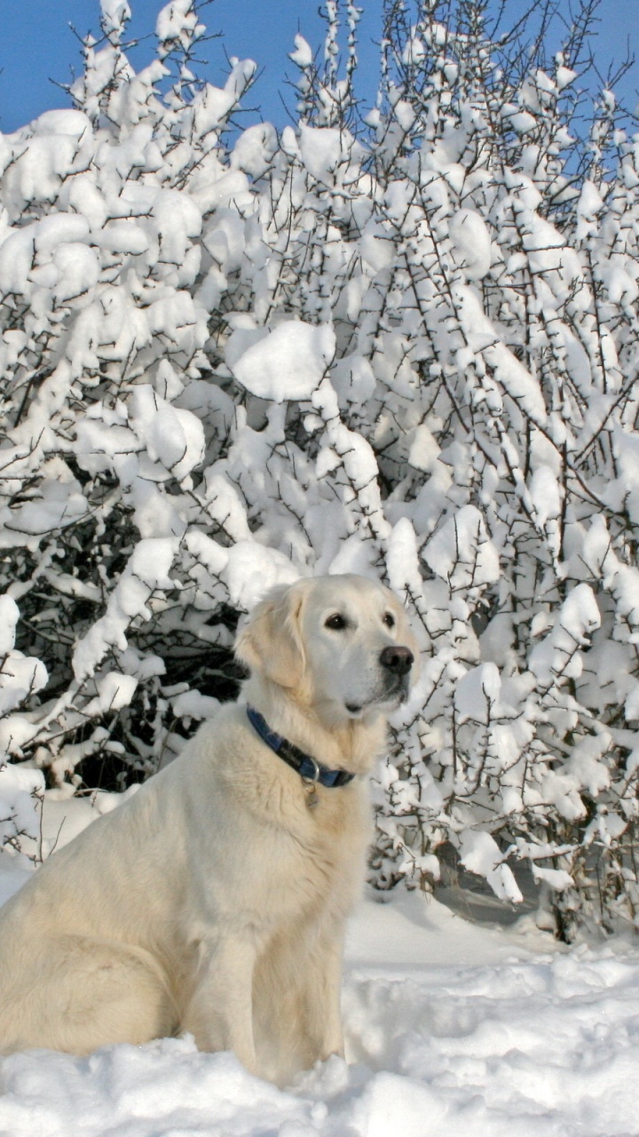 Perro de Pelo Corto Blanco Sobre Suelo Cubierto de Nieve Durante el Día. Wallpaper in 720x1280 Resolution
