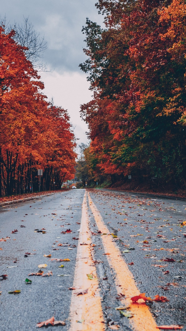 Autumn, Plant, Cloud, Nature, Natural Landscape. Wallpaper in 720x1280 Resolution