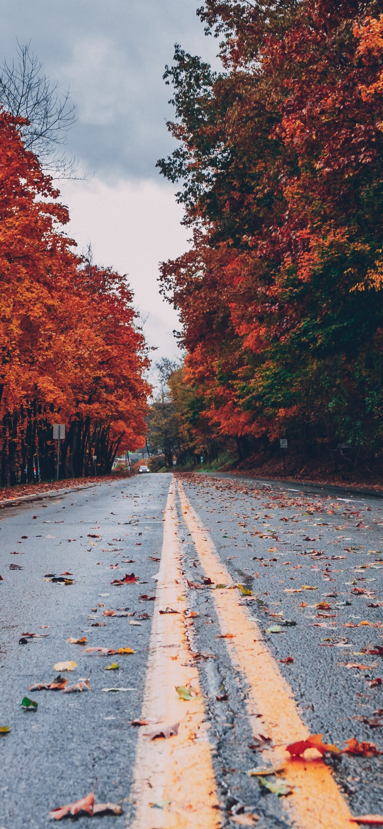 Nature, Paysage Naturel, Infrastructure, Environnement Naturel, Surface de la Route. Wallpaper in 1242x2688 Resolution