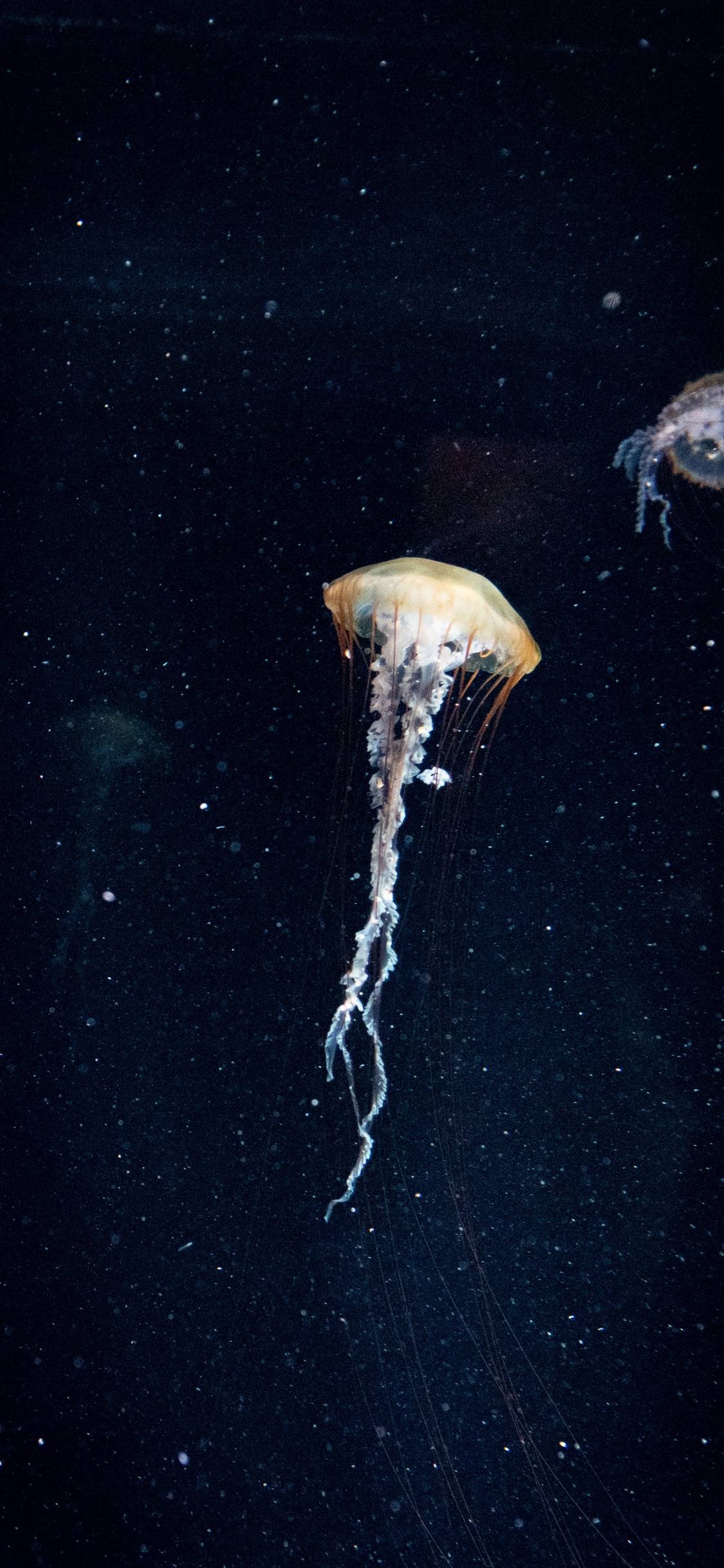 Medusas Blancas en Agua Azul. Wallpaper in 1125x2436 Resolution