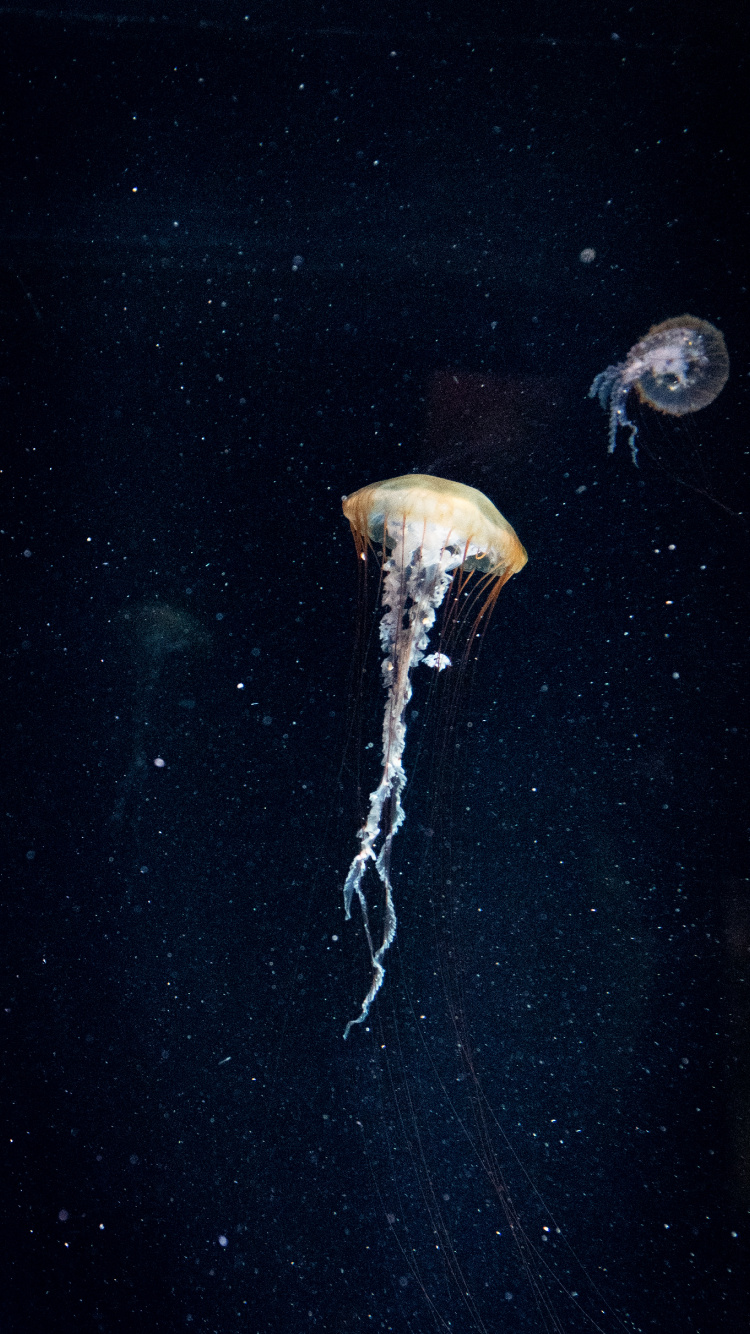 Medusas Blancas en Agua Azul. Wallpaper in 750x1334 Resolution