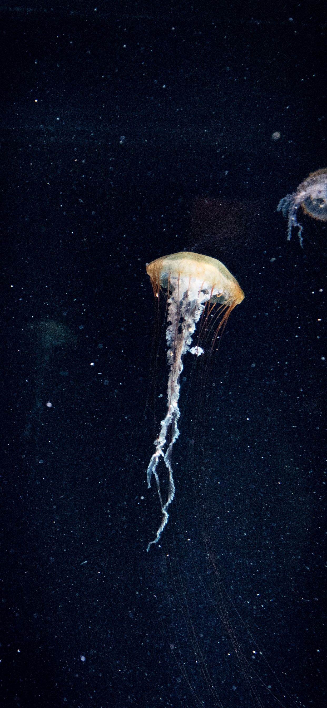 White Jellyfish in Blue Water. Wallpaper in 1242x2688 Resolution