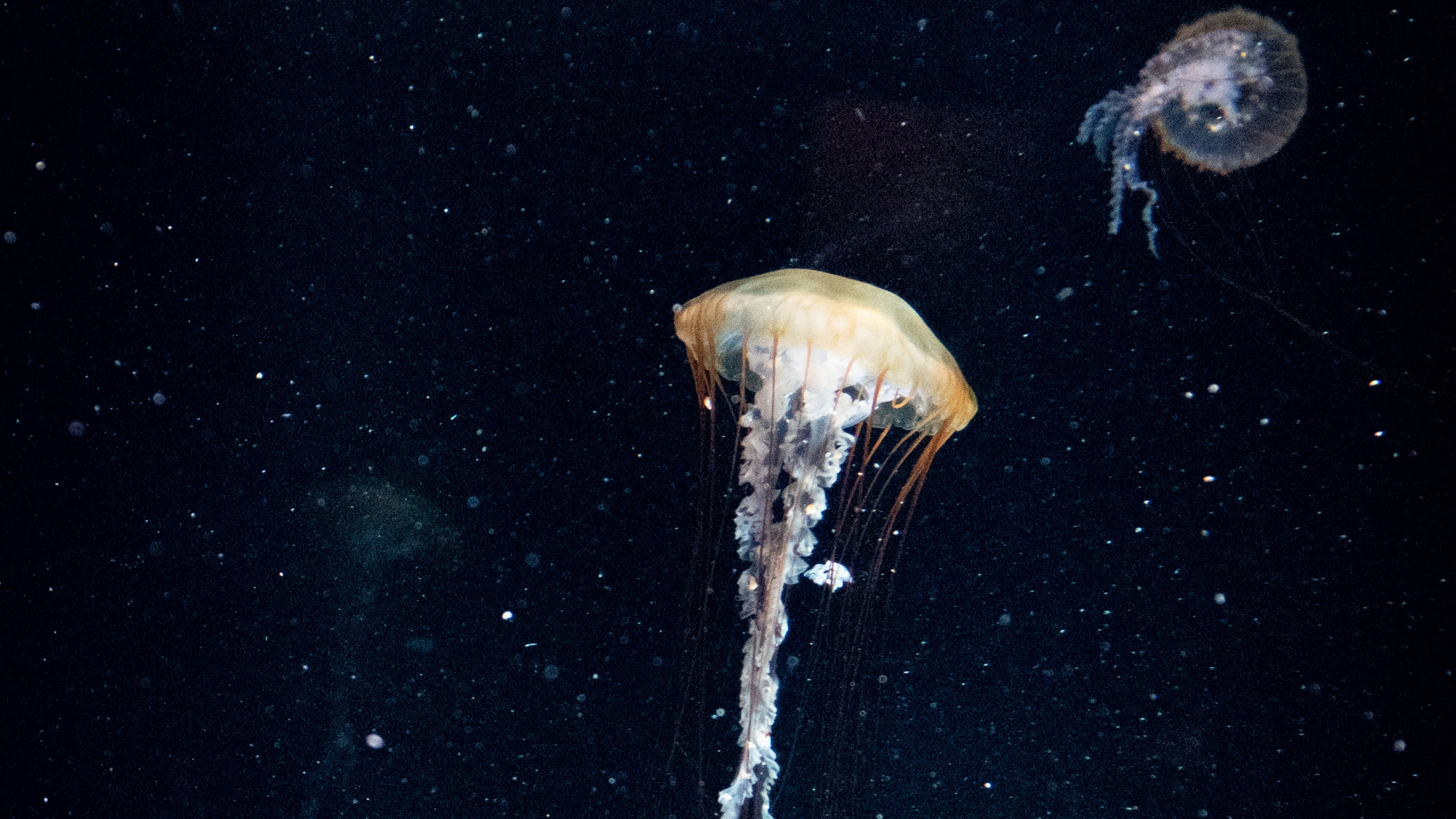 White Jellyfish in Blue Water. Wallpaper in 2560x1440 Resolution
