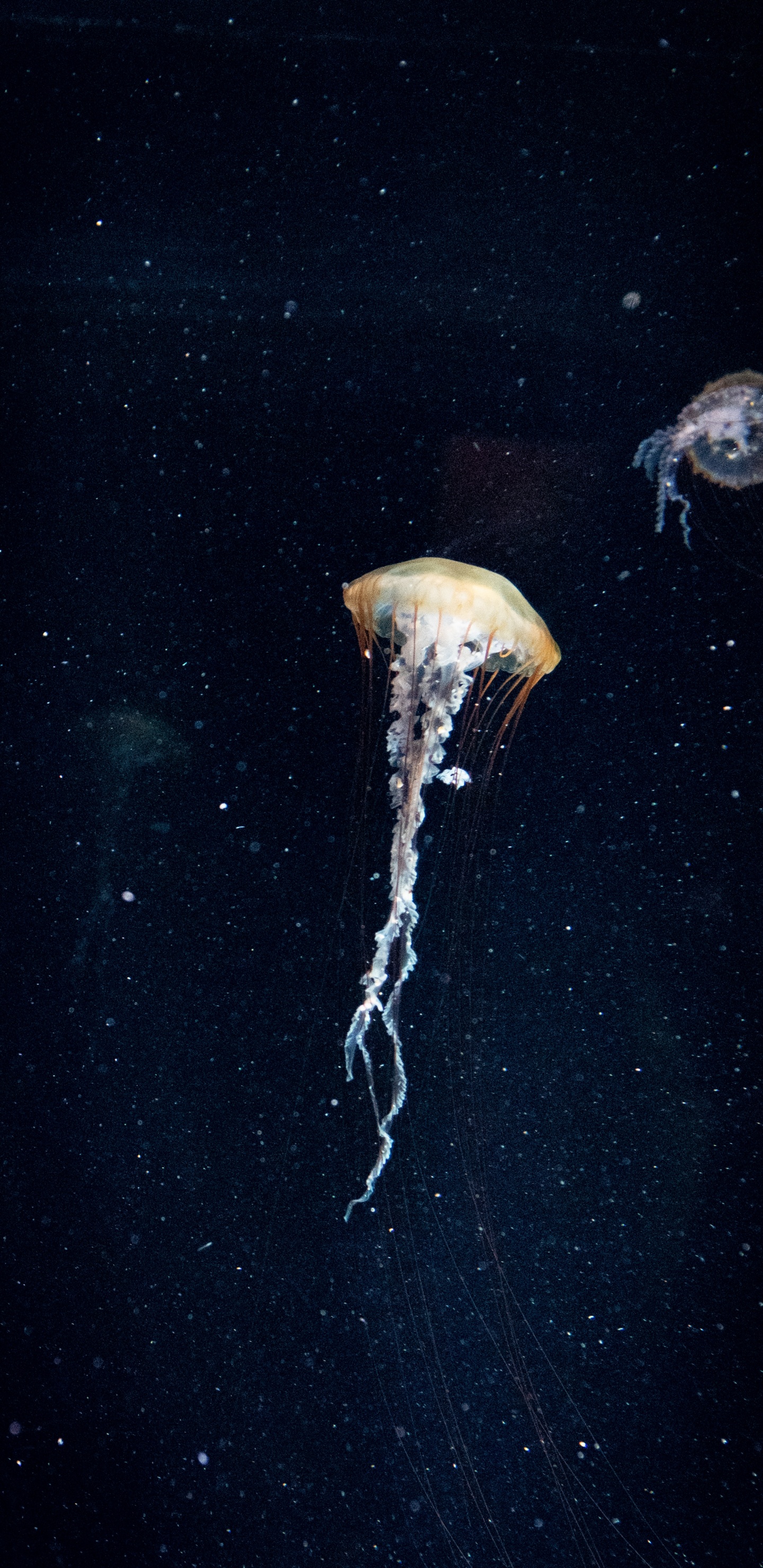 性质, 大海, 生物发光, 空间, 水母 壁纸 1440x2960 允许