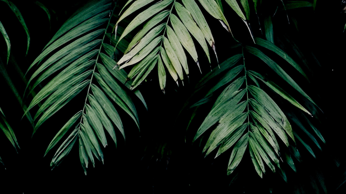 Amoled, Blatt, Natürlichen Umgebung, Branch, Terrestrische Pflanzen. Wallpaper in 1366x768 Resolution