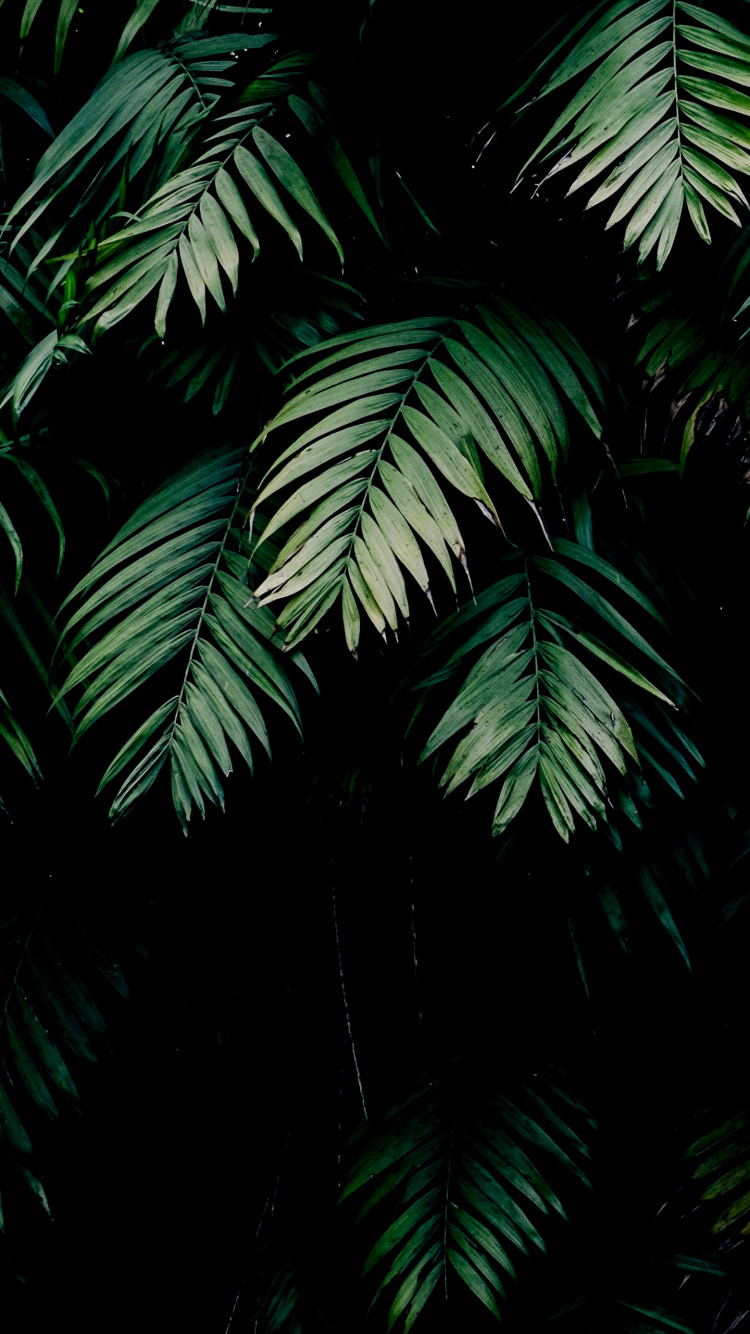 Amoled, Blatt, Natürlichen Umgebung, Branch, Terrestrische Pflanzen. Wallpaper in 750x1334 Resolution