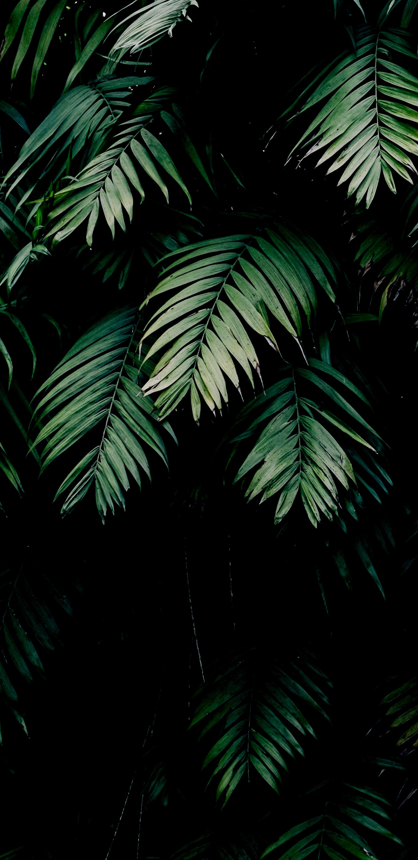 Amoled, Feuille, Environnement Naturel, Plante Terrestre, Végétation. Wallpaper in 1440x2960 Resolution