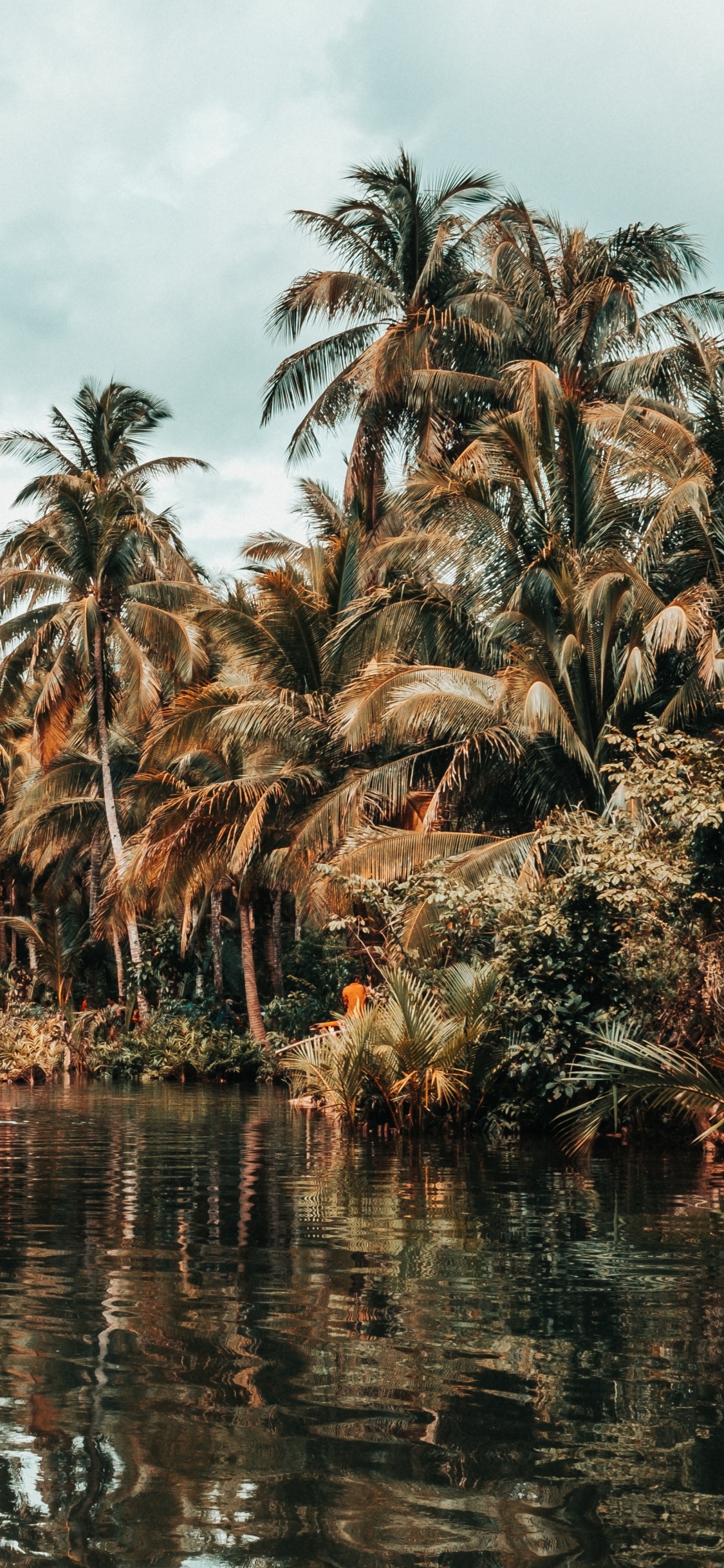 Végétation, Attalea Speciosa, Réflexion, Voie Navigable, Plantes Ligneuses. Wallpaper in 1125x2436 Resolution
