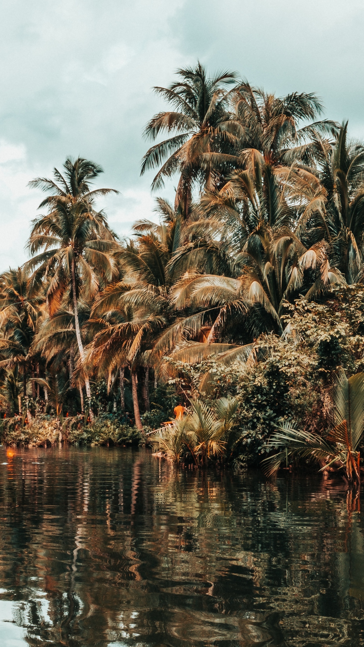 Tree, Palm Tree, Vegetation, Attalea Speciosa, Plant. Wallpaper in 1440x2560 Resolution