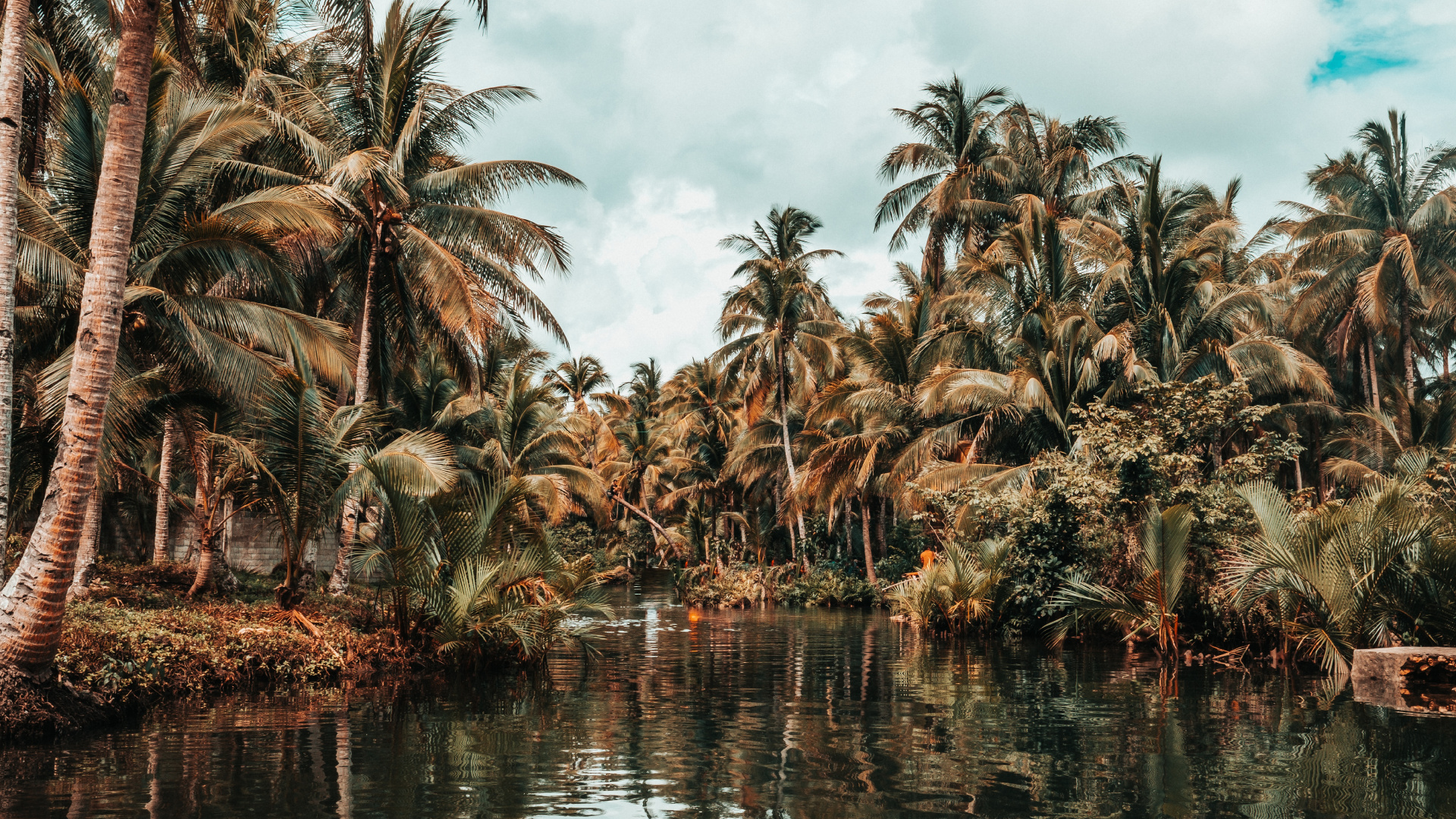 Tree, Palm Tree, Vegetation, Attalea Speciosa, Plant. Wallpaper in 1920x1080 Resolution