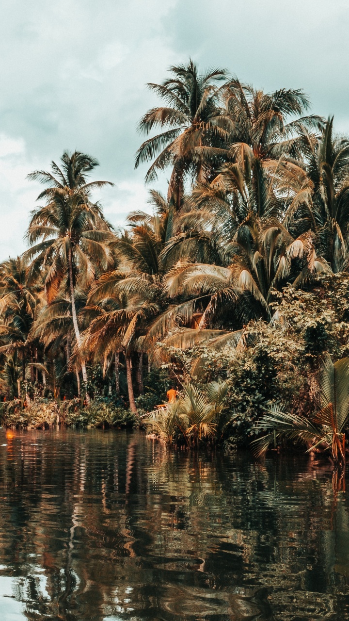 Tree, Palm Tree, Vegetation, Attalea Speciosa, Plant. Wallpaper in 720x1280 Resolution