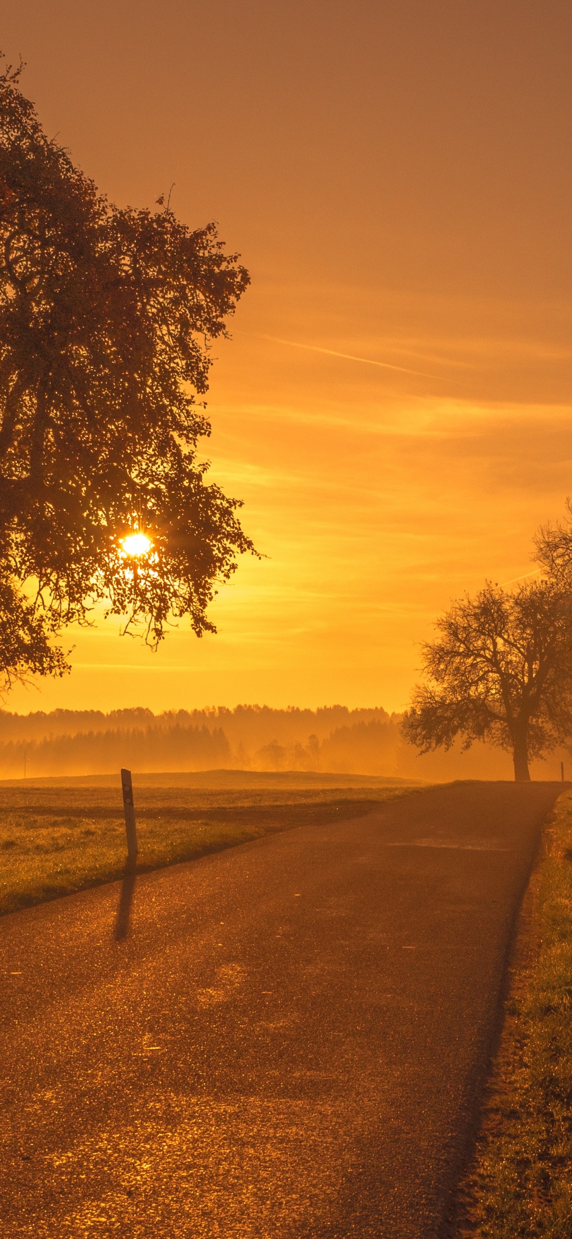Naturlandschaft, Natur, Baum, Morgen, Sonnenaufgang. Wallpaper in 1125x2436 Resolution