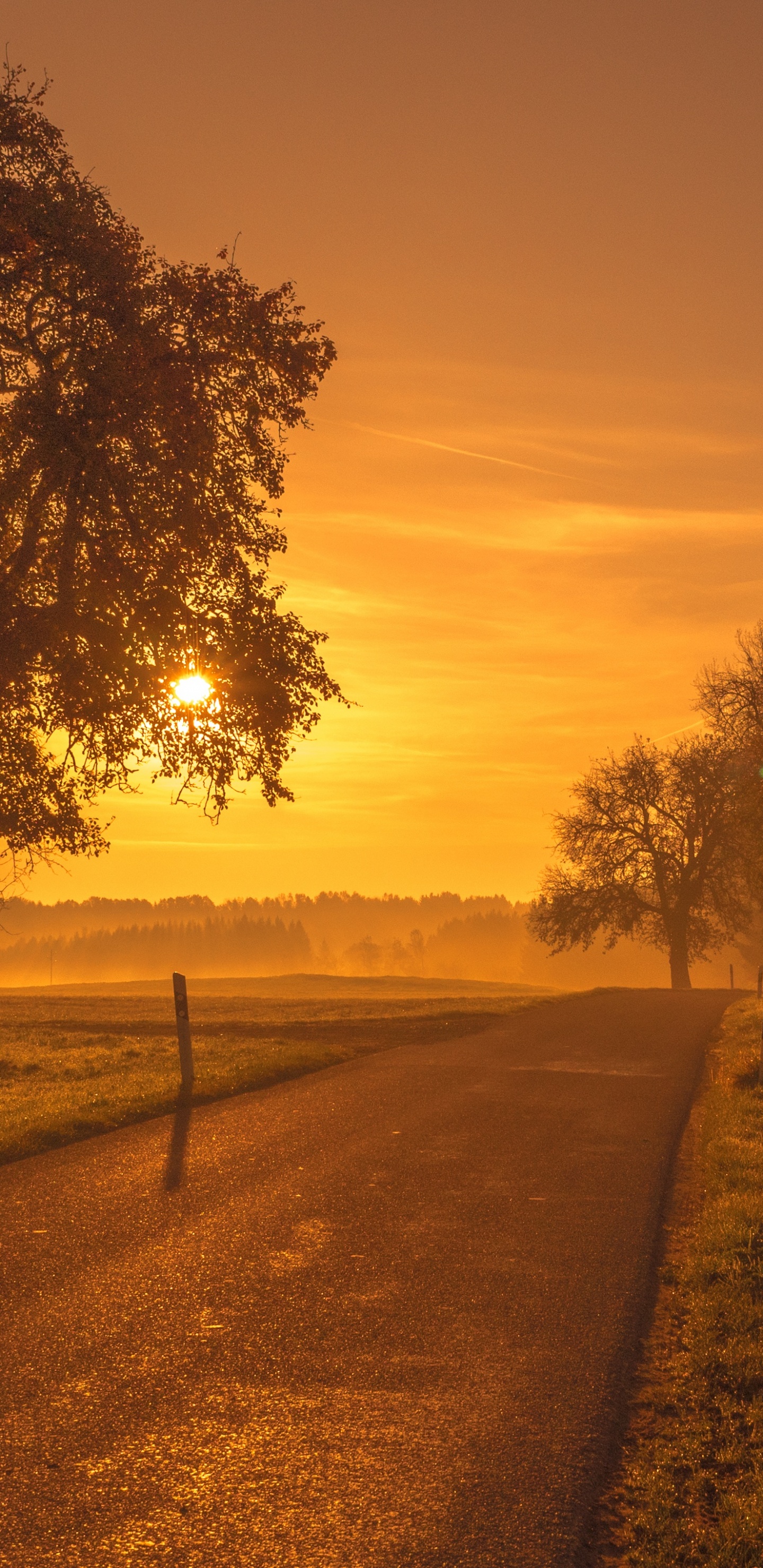 Naturlandschaft, Natur, Baum, Morgen, Sonnenaufgang. Wallpaper in 1440x2960 Resolution