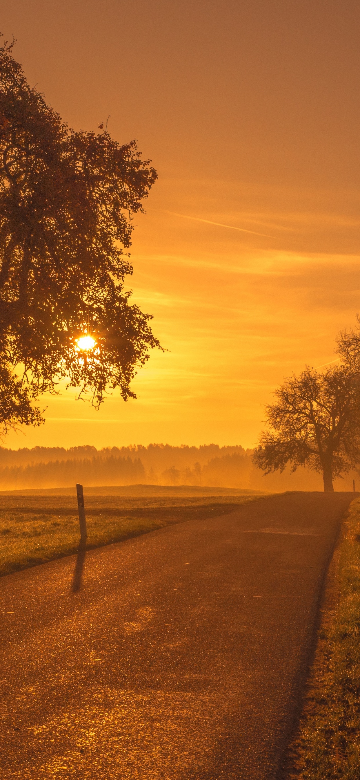 Natural Landscape, Nature, Tree, Morning, Sunrise. Wallpaper in 1242x2688 Resolution