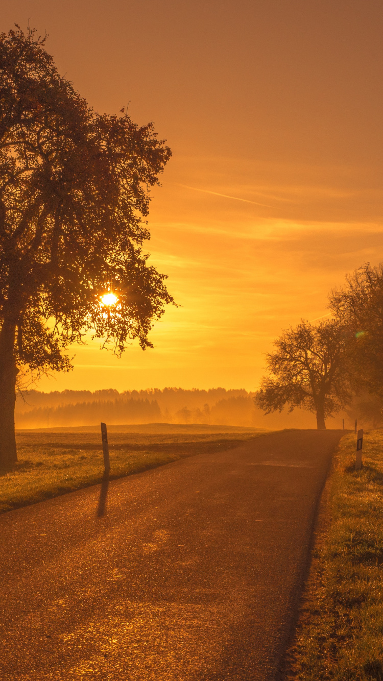 Natural Landscape, Nature, Tree, Morning, Sunrise. Wallpaper in 750x1334 Resolution