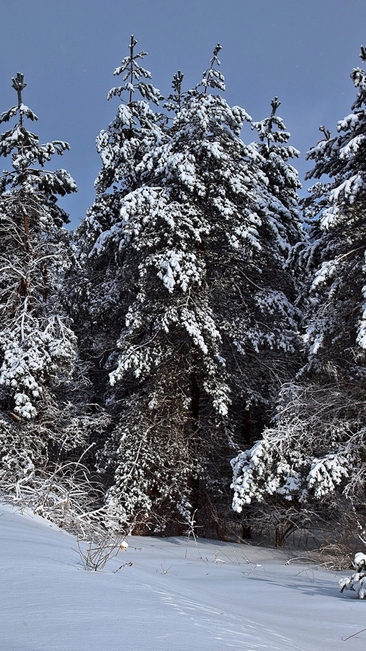 Schneebedeckte Bäume Tagsüber. Wallpaper in 750x1334 Resolution