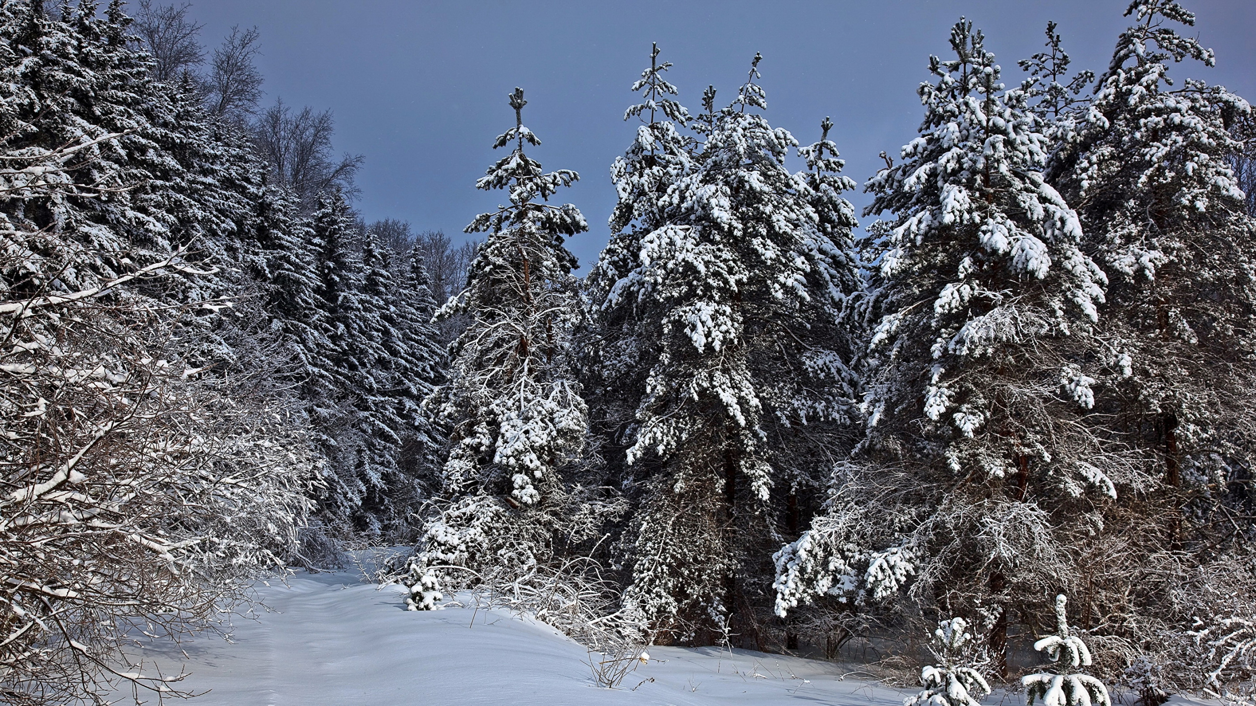 Arbres Couverts de Neige Pendant la Journée. Wallpaper in 2560x1440 Resolution
