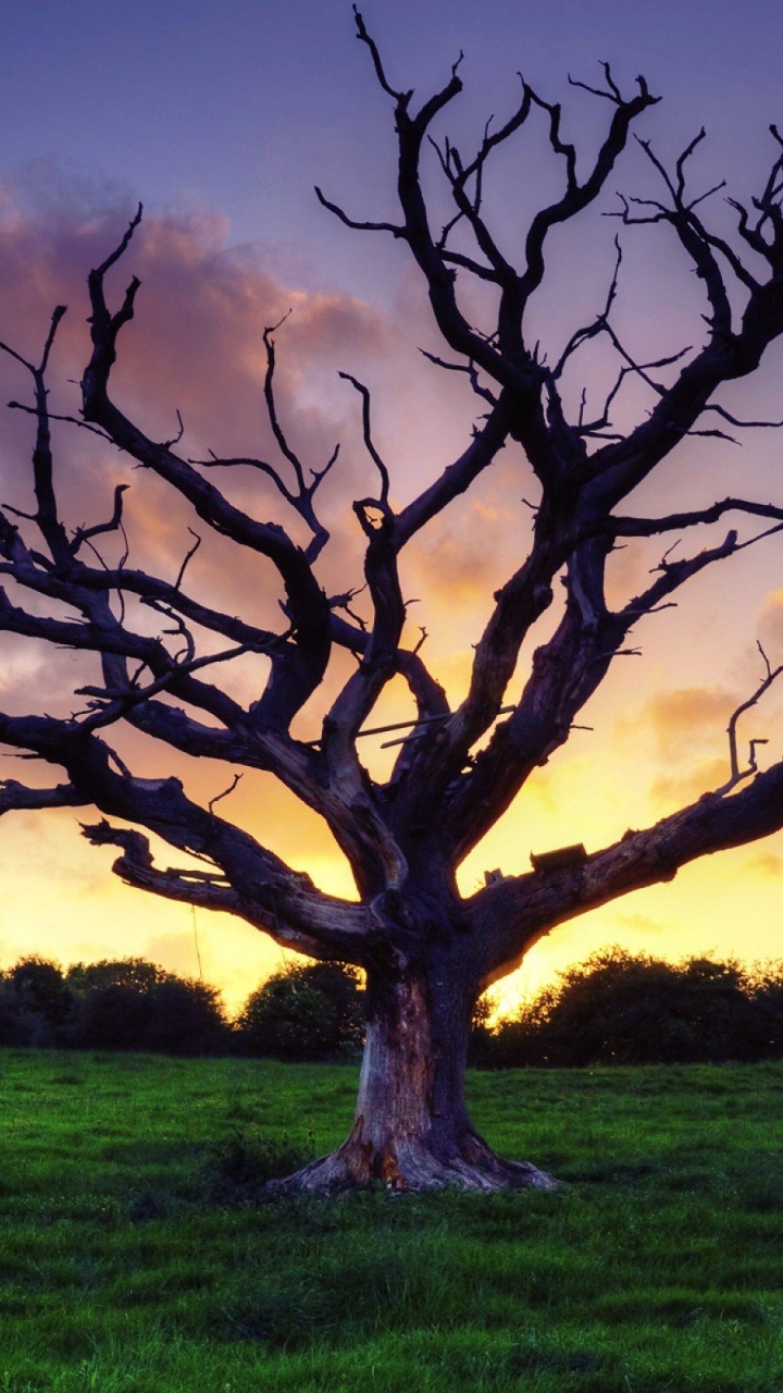 Arbre Sans Feuilles Sur Terrain D'herbe Verte Pendant le Coucher du Soleil. Wallpaper in 720x1280 Resolution