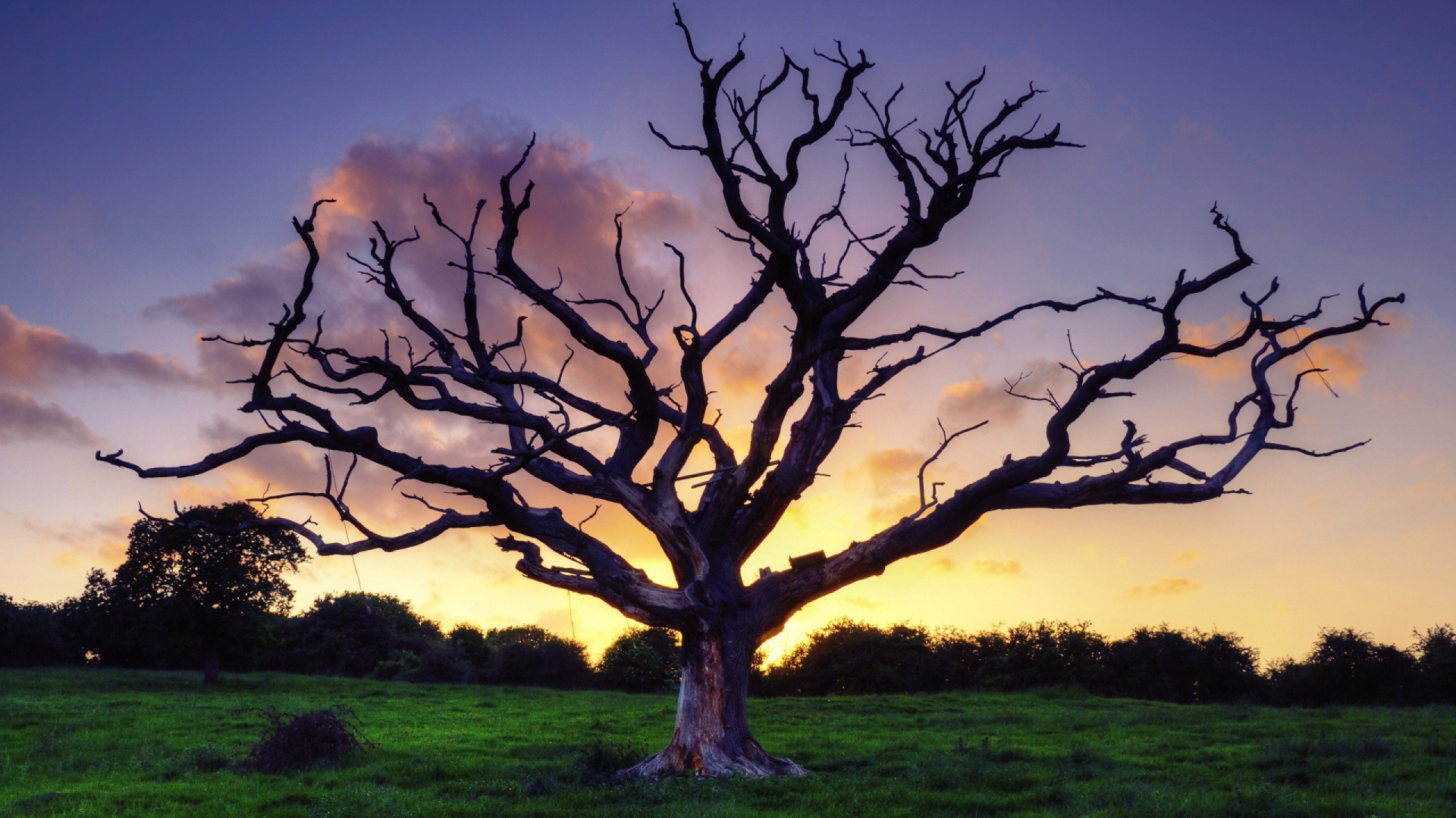 Leafless Tree on Green Grass Field During Sunset. Wallpaper in 1920x1080 Resolution