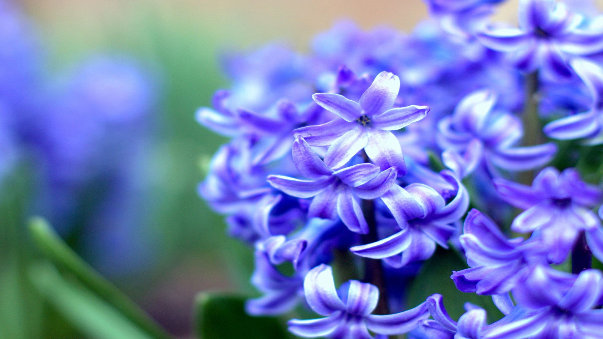 Fleur Violette en Objectif Macro. Wallpaper in 1920x1080 Resolution