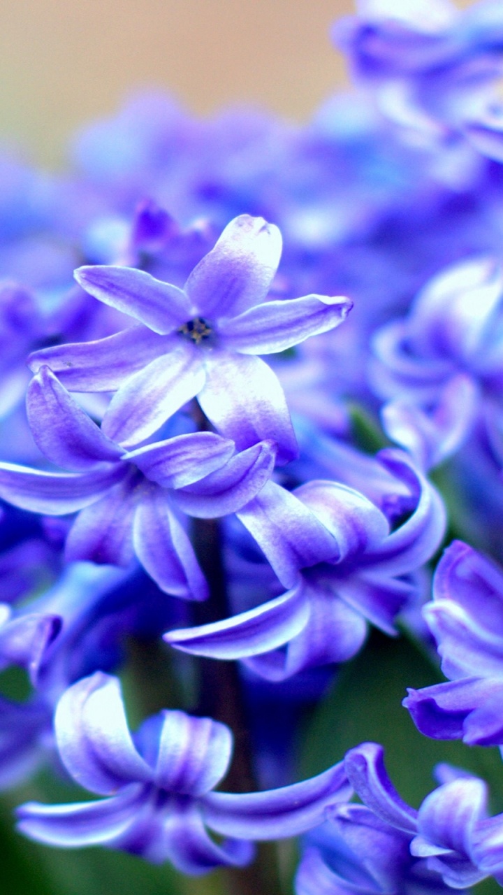 Fleur Violette en Objectif Macro. Wallpaper in 720x1280 Resolution