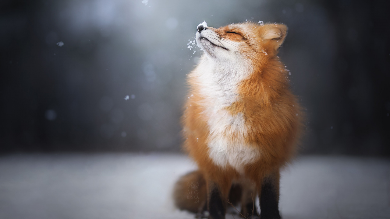 Renard Brun Sur Sol Couvert de Neige. Wallpaper in 1280x720 Resolution