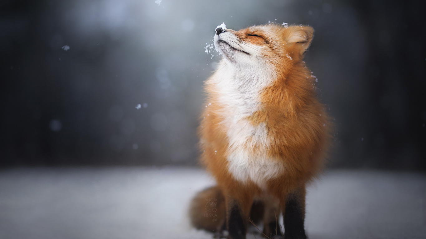 Renard Brun Sur Sol Couvert de Neige. Wallpaper in 1366x768 Resolution