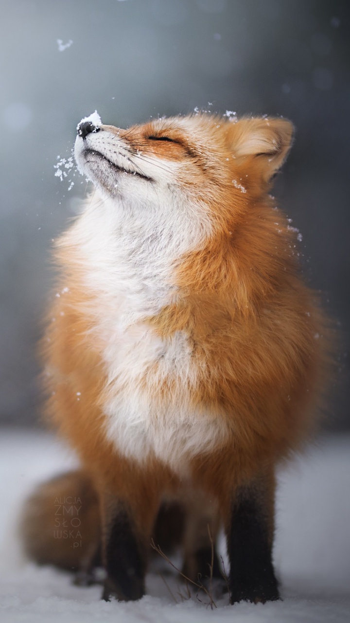 Brown Fox on Snow Covered Ground. Wallpaper in 720x1280 Resolution