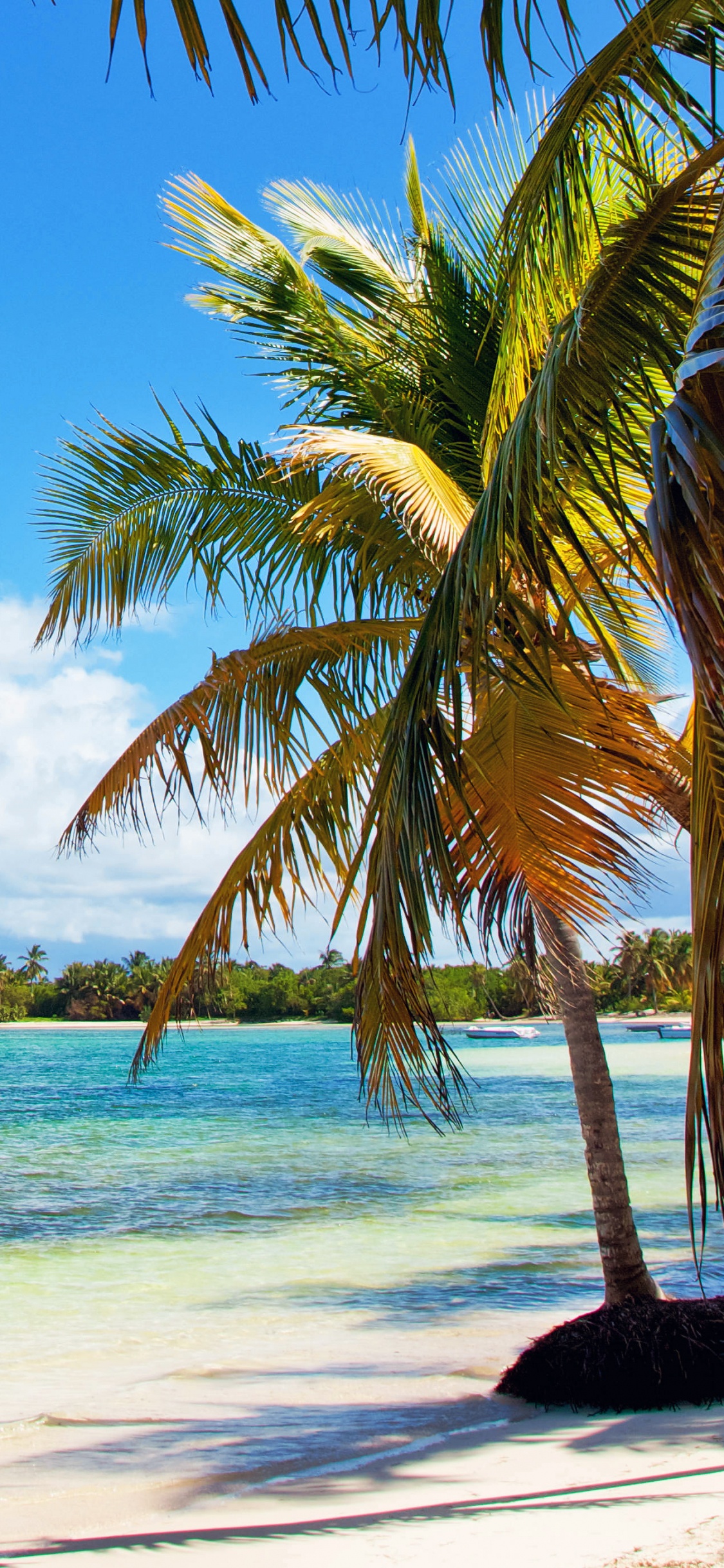 Palmera Verde en la Playa de Arena Blanca Durante el Día. Wallpaper in 1125x2436 Resolution