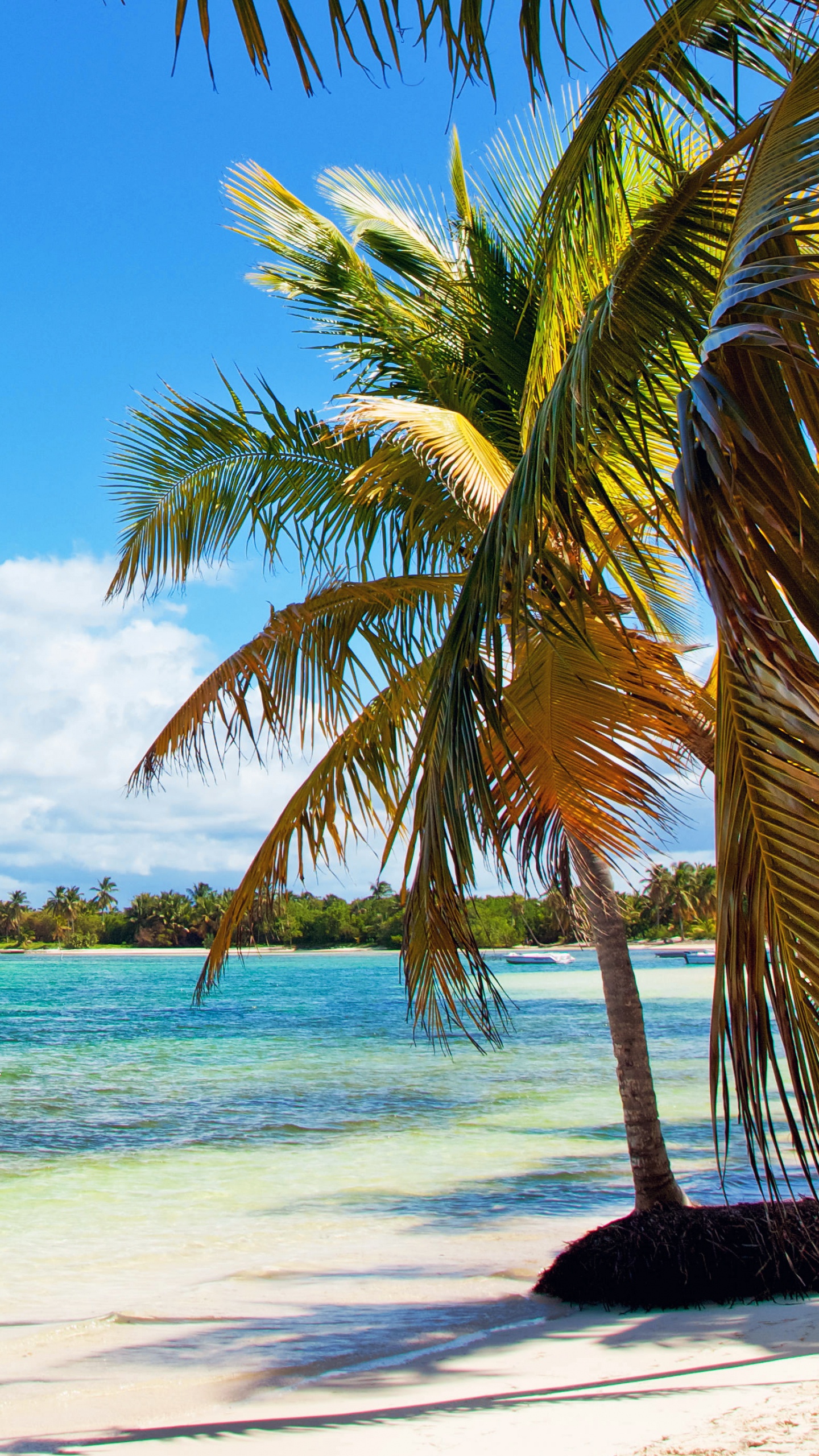Green Palm Tree on White Sand Beach During Daytime. Wallpaper in 1440x2560 Resolution