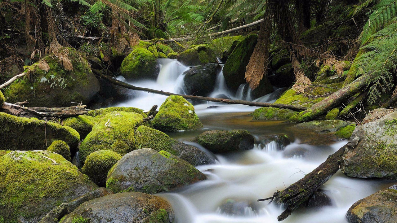 Green Moss on Rocks in River. Wallpaper in 1280x720 Resolution