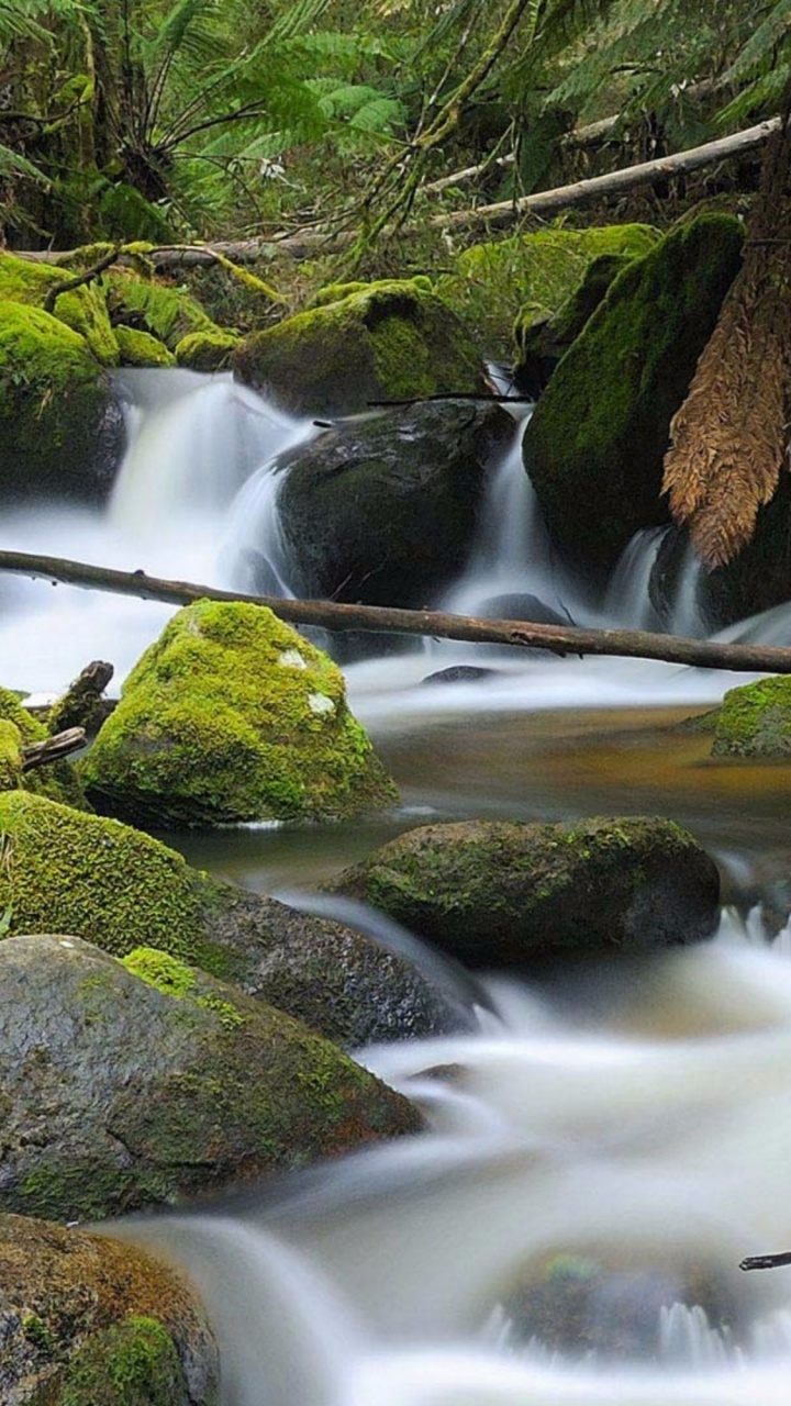 Green Moss on Rocks in River. Wallpaper in 720x1280 Resolution